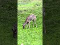 Young sentinel buck watches over his elder. #deer #wildlife #kindness