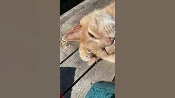 Funky kitty licking himself in the sun