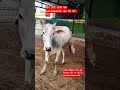 The cow's fore limb was cut in a car accident. #animallovers #animals #explorepage #cow