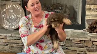 Angel x Toby Mini Aussiedoodle Puppies - Group 1 by Cane Creek Goldendoodles 192 views 7 months ago 3 minutes, 42 seconds