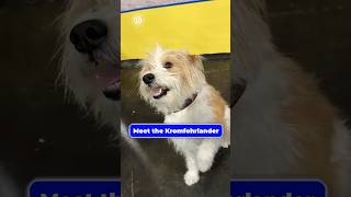 Meet the Kromfohrlander
