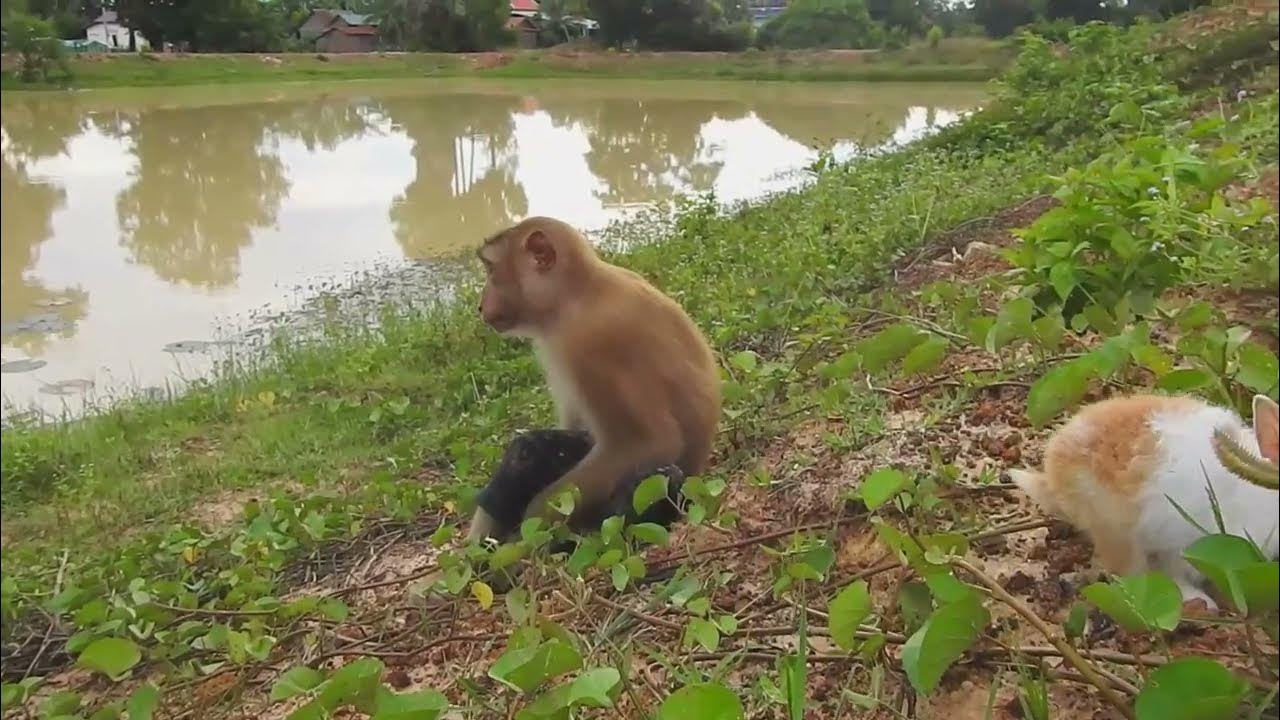 Great Job ! SokYaa Bring Poor Rabbit Returning Home YouTube