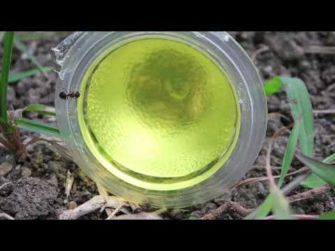 HIDDEN VIDEO: The Marauder Ants & New Mystery Ant Species - HIDDEN VIDEO: The Marauder Ants & New Mystery Ant Species