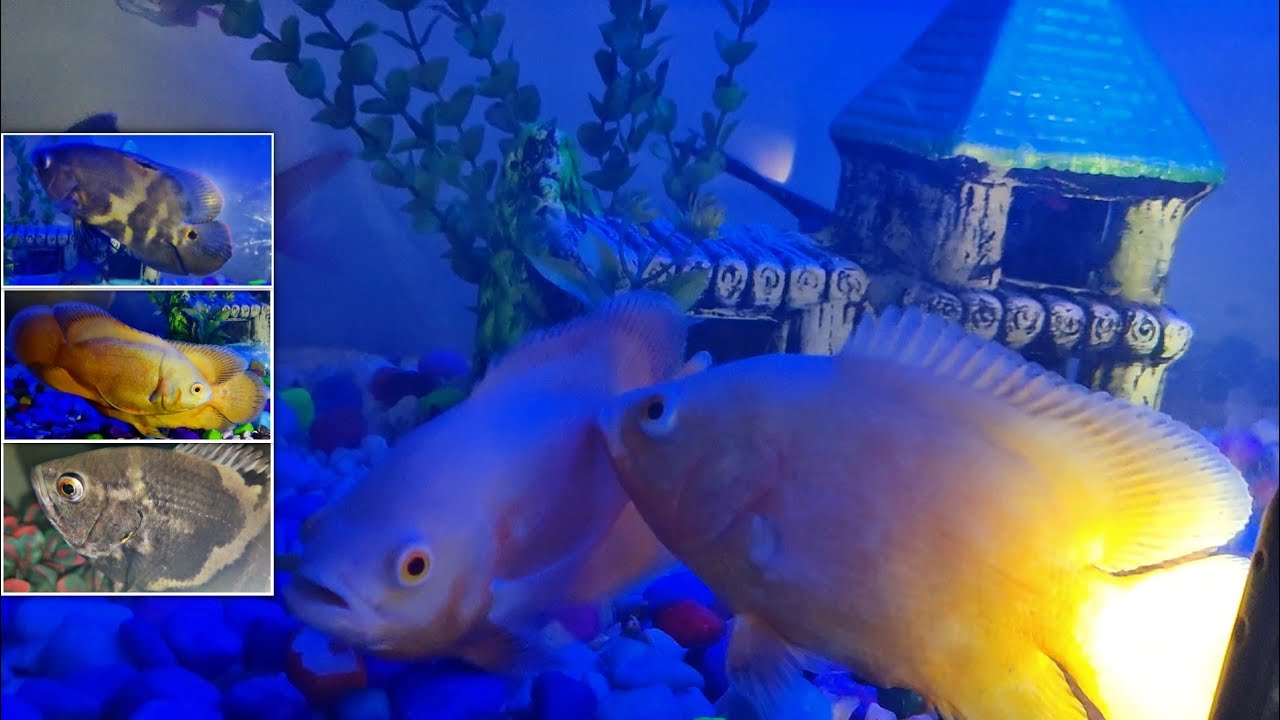 Baby Oscar Fish Growth Top 5 Tips To Keep Oscar fish Tiger Oscar