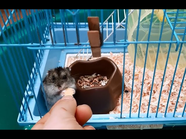 колесо для хомяка своими руками / DIY hamster wheel