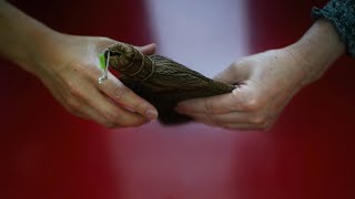 In Our Hands: Chinese Painting Conservators in US Museums