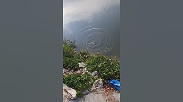 báo cá tra sông Sài Gòn nữa nhe anh em cần thủ #caucathugian #fishing #fishinglife