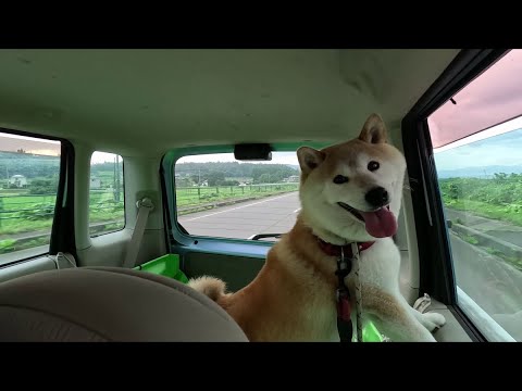 ドライブが楽しい犬  