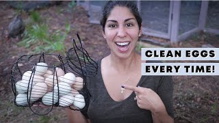 4 SECRETS for Getting Clean Eggs Every Time! (How to get clean eggs from your chickens)