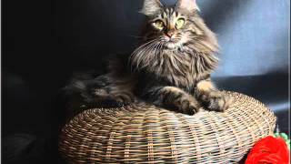 Kucing Anggora dan Harga Kucing Anggora