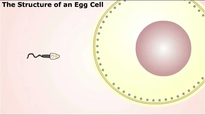 Introduction to Animal Development