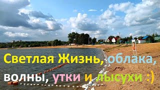 1426, 23.07.2021, Орёл, пляж, озеро Светлая Жизнь, утки, лысухи, дачи, волны, маршрут, автобус, пена