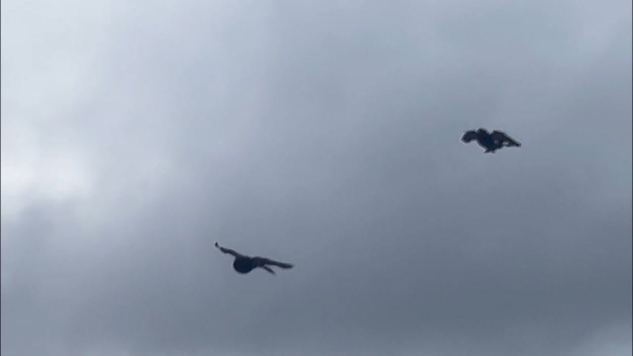 EL SENISITO 7/3/2026