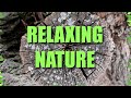 Relaxing | Calming | Nature Cinematic Film Reel
