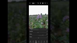 Lightroom, editing, Lightroom editing, photo editing, professional flower editing, learn editing screenshot 5