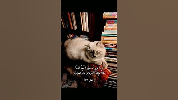 اجمل مقاطع القرآن الكريم 🫀❤️#راحة_نفسية #طمئن_قلبك #ستوريات#انستا { دَارُ القَرار✨️ } 🤍 #قرآن