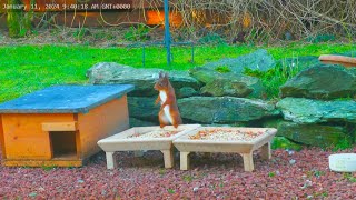 Holy Loch And Garden Wildlife Dunoon Scotland