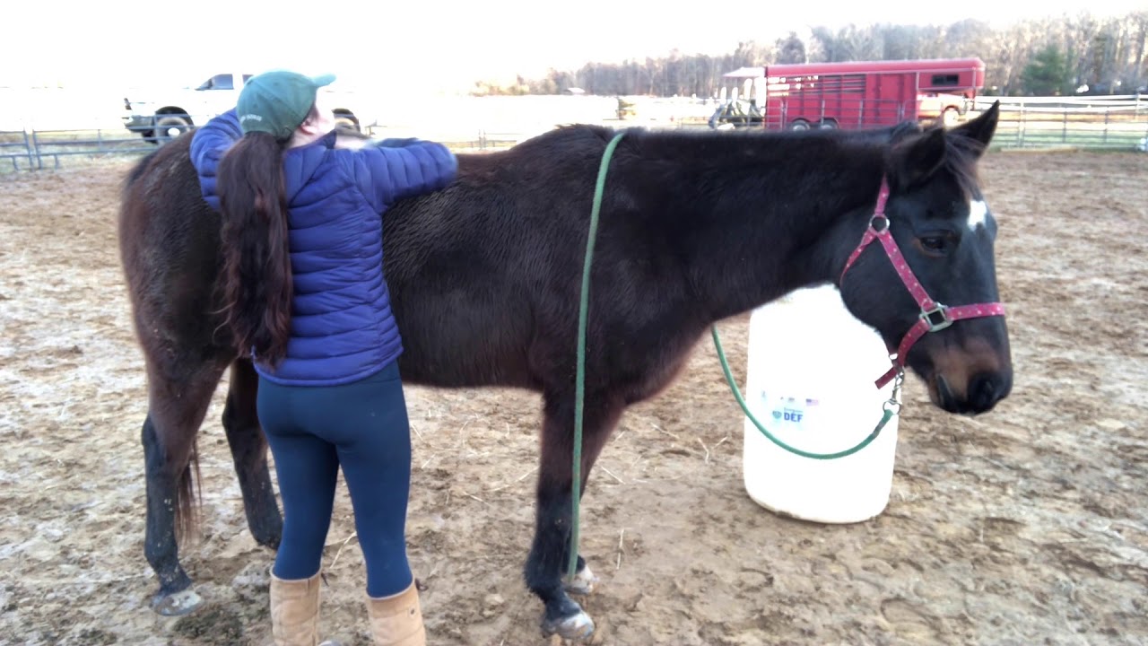 Bellerophon's Equine Aromatherapy for horse with back pain YouTube