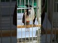 CB Bản Bo của Hiệp đồng Nai