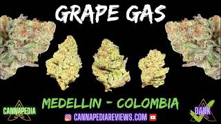Grape Gas Sorten-Review - Medellín, Kolumbien - Cannapedia