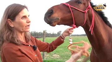 ¿Por qué bostezan los caballos?