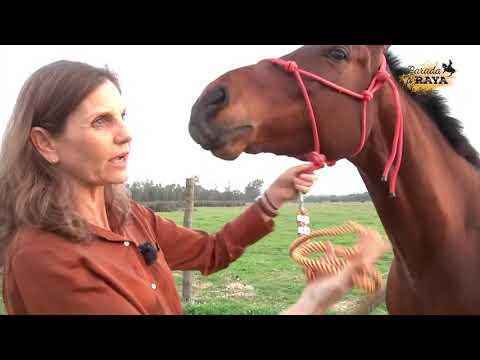 Vídeo: Com Saber Si Un Cavall Té Dolor