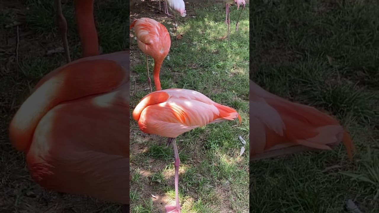 Sleeping flamingos