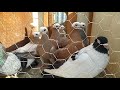 2 bölüm 03 02 2021 Edirne kapı kuş pazarı Mardin kuşçu TV