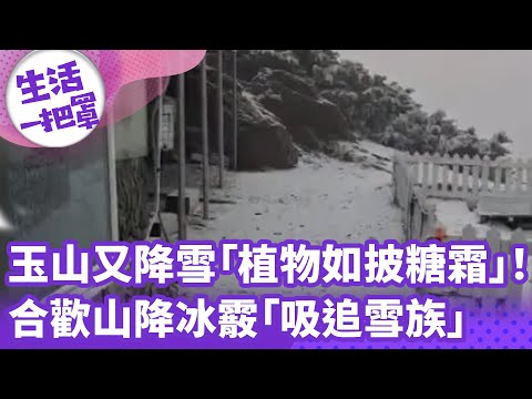 《生活一把罩》玉山又降雪「植物如披糖霜」！ 合歡山降冰霰「吸追雪族」