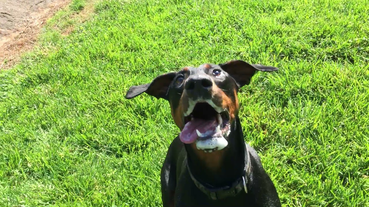 Doberman Exercise with Bubbles. YouTube