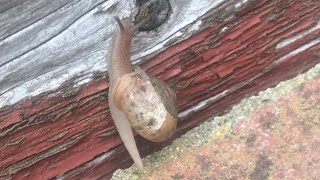 watching a SNAIL in “time lapse” (crazy cool)