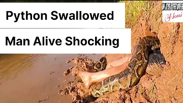 Giant Python Eats Man Alive And Locals Capture The Remains On Camera Watch Till End Shocking Video