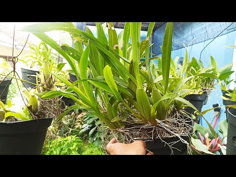 Video: Apa Itu Anggrek Oncidium: Informasi Tentang Perawatan Anggrek Oncidium