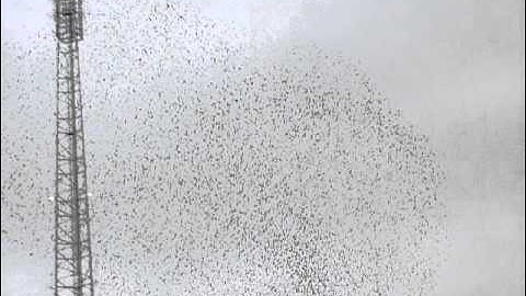 Spreeuwen vliegen en dansen boven Hengelo 10.000 vogels.