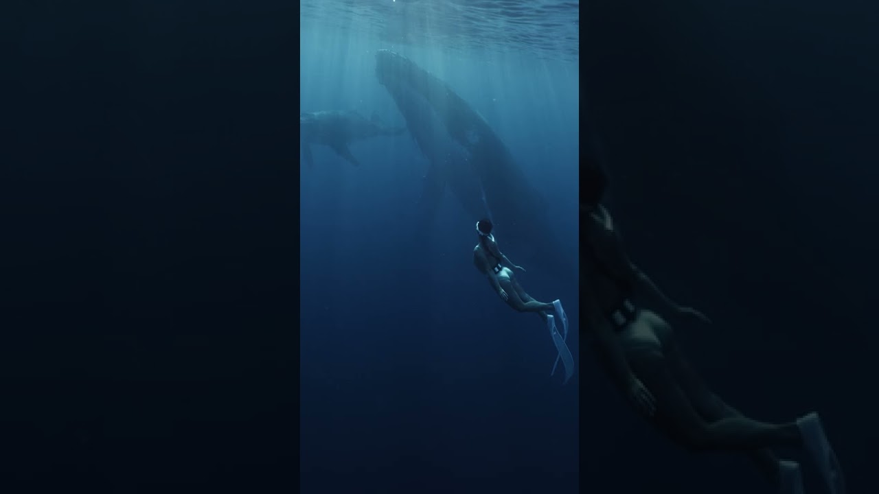 THE MOST EPIC MOMENT OF MY LIFE SWIMMING WITH WHALES 