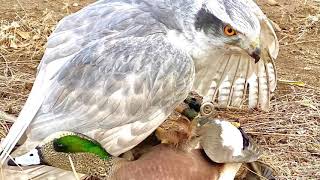 Siberian Goshawks Hunting Ducks