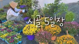 #재래시장 #장보기 #향등골나물 #꽃구경 #점심메뉴 #떡볶이 #저녁노을
