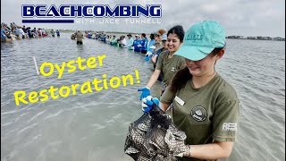 Beachcombing  Oyster Restoration