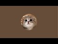Lulu the Cat がライブ配信中！