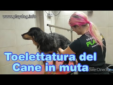 Video: Tagliare I Cani A Pelo Duro