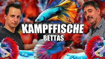 Wie oft Wasser wechseln bei Kampffisch?