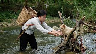 90 Miraculous Days: Han's Journey to Rescue a Stray Dog and Abandoned Ducks screenshot 1