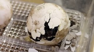 97-year-old tortoise becomes first-time mum at Philadelphia Zoo