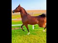مهرة اصيلة تبارك الرحمن