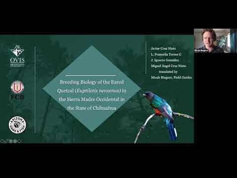 Eared Quetzals: status and breeding ecology in Chihuahua, Mexico