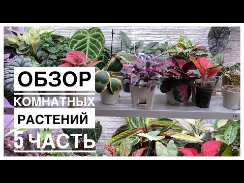 Будни цветовода | Обзор комнатных растений на стеллаже | 5 часть | 27.09.2022г.