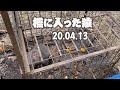 【害獣駆除】檻に入った猿を止め刺し20.04.13