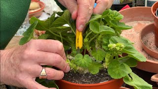 Mid April - Part Two. Taking Zonal Pelargonium Cuttings