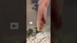 Бегает, дерется… #аксолотль #axolotl