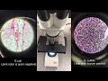 Gram stains (Värjäys) of E.coli and B. subtilis bacterias in laboratory, procedure